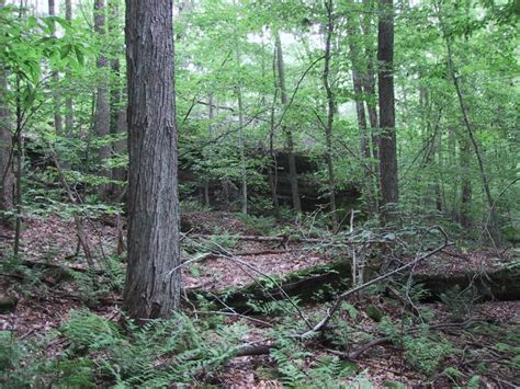 Rich Mesophytic Forest Guide New York Natural Heritage Program