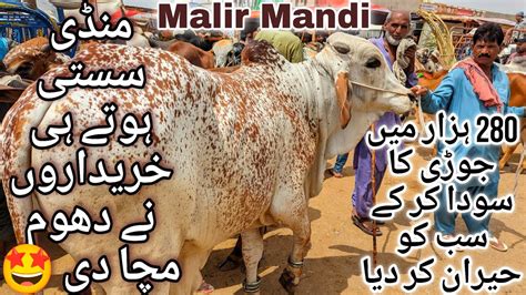 Malir Mandi Karachi Cattle Latest Rates Update 6 June 2024 Cow Mandi