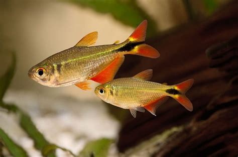 What Are The Best Buenos Aires Tetra Tank Mates?