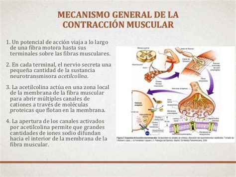 Mecanismo General De La ContracciÓn Muscular 1 Un Potencial De Acción