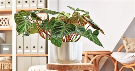 Philodendron Verrucosum Care Guide Giy Plants