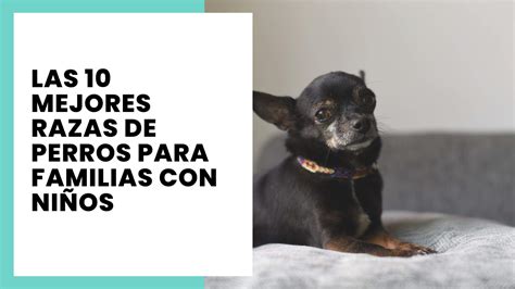 Las 10 mejores razas de perros para familias con niños Friendog