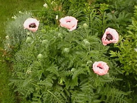 Oriental Poppies, How to Grow and Care for Poppy Plants - Garden Helper, Gardening Questions and ...