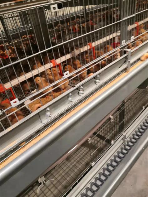 Best Poultry Farm Automatic H Type Brooding Chicken Cages For Sale