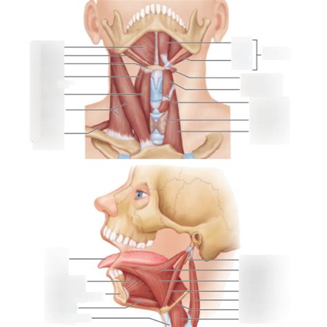 Infrahyoid Muscles Diagram Quizlet