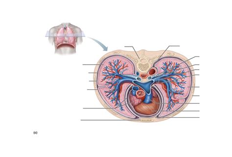 Anatomical relationships of organs in the thoracic cavity. Diagram ...