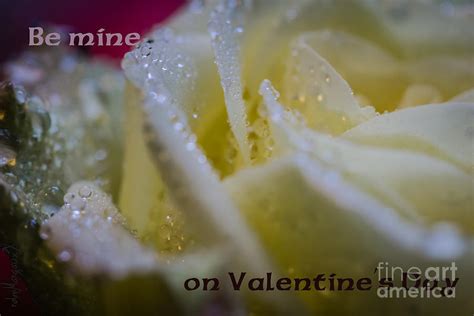 Valentines White Rose Photograph By Margaux Dreamaginations Fine Art