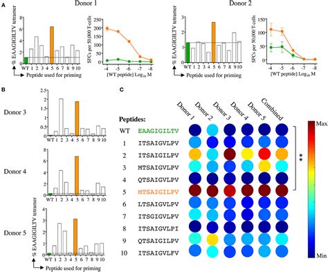 Frontiers Peptide Super Agonist Enhances T Cell Responses To Melanoma