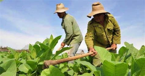 Cooperativa en Guantánamo debe más de 170 mil pesos a campesinos cubanos