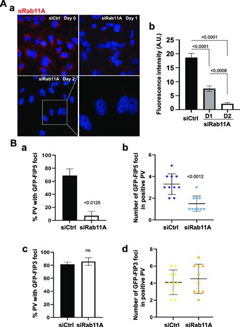 Effect Of Rab11A Expression On Intra PV Sequestration Of Mammalian