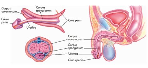 Exam 2 Male Repro Flashcards Quizlet