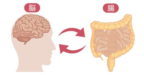 腸が第2の脳と呼ばれる理由Dr まついけのめざせ 健康腸寿日経Goodayグッデイ