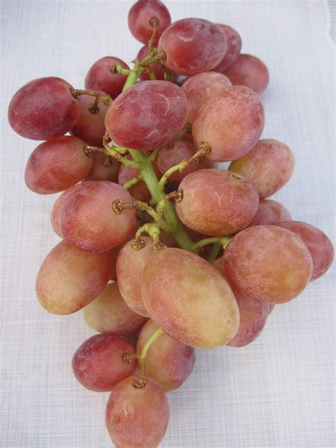 Vitis Vinifera Fiammetta Kernlose Weintraube Fiammetta Tafeltraube