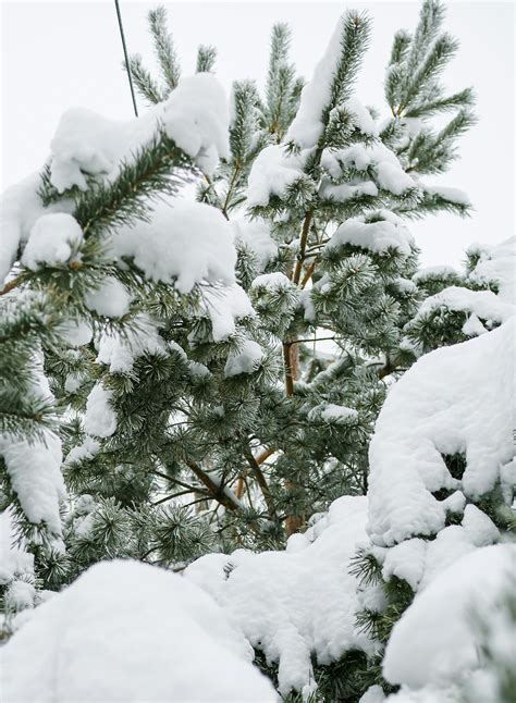 Snow Covered Green Forest Trees during Day · Free Stock Photo