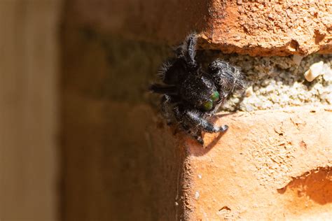 Bold Jumper Darrell Cummings Flickr