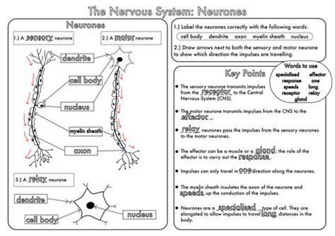 Gcse Worksheets On The Nervous System By Beckystoke Teaching