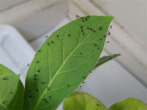 Knockout Gnats | Guardian Pest Solutions