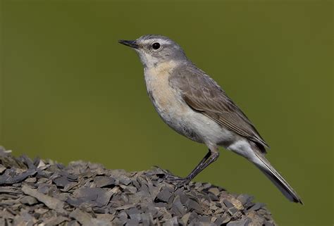 Water Pipit - BirdForum Opus | BirdForum