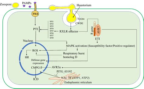 Schematic Model Showing The Molecular Pathogenesis Of Phytophthora Download Scientific Diagram