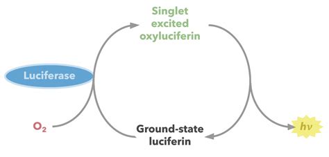 Luciferase Mechanism – Opioid Peptides