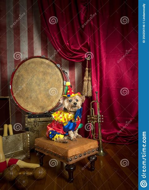 Sad Circus Dog In Clown Costume With Props Stock Photo Image Of Props