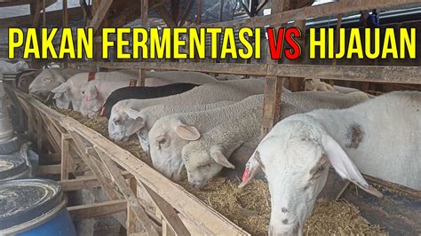 PAKAN FERMENTASI DAN PAKAN HIJAUAN SEGAR MANA YANG TERBAIK UNTUK DOMBA