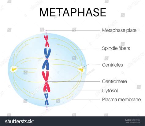 Metaphase 1 Of Meiosis Vs Metaphase Of Mitosis