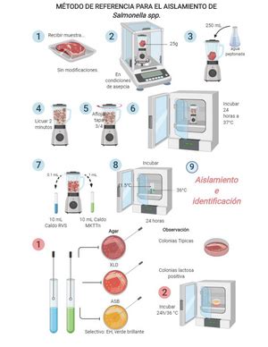 Practica Tinci N Ziehl Neelsen Universidad De Sonora Divisi N De