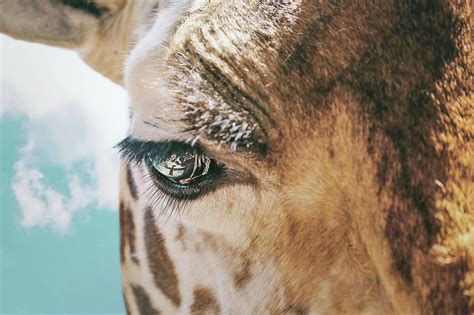 Giraffe Eyes Close Up