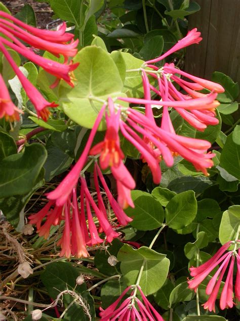 lonicera - Edge Of The Woods Native Plant Nursery, LLC