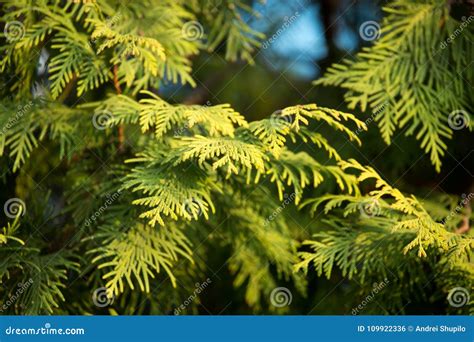 Green Arborvitae Branch On The Nature Stock Photo Image Of Thuja