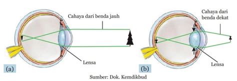 Bagian Mata Dan Proses Melihat Materi Kimia