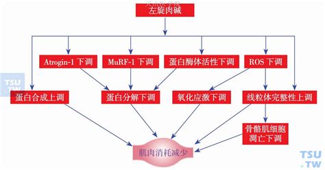 肉碱与恶液质 肿瘤恶液质 天山医学院