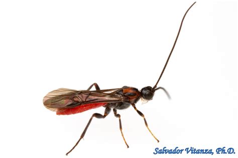 Hymenoptera-Braconidae-Subfamily Braconinae-Braconid Wasps MALE (B ...