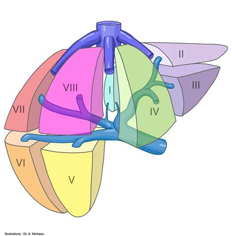 Liver Anatomy Segments