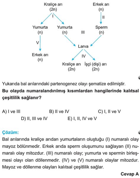 Mitoz Ve E Eysiz Reme Sorular Ve Z Mleri S N F Biyoloji Tyt Ayt