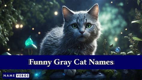 Gray Cat Names: 464+ Best Names Your Silver Cats Will Love