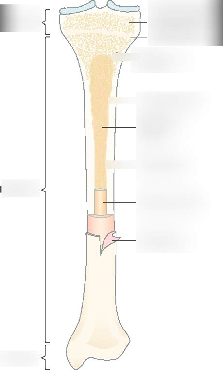 Long Bone Diagram | Quizlet