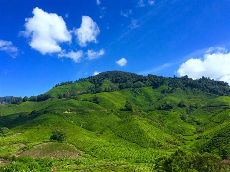 images landscape nature forest grass cloud sky meadow