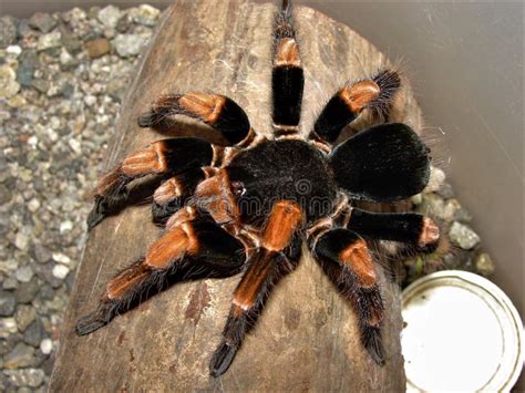 Tarantula Invertebrate Arthropod Organism Picture Image 118155590