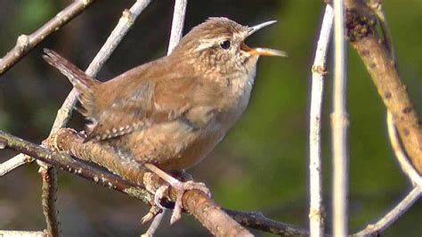 Wren Birds Singing With Amazing Slowed Down Audio Bird Song Youtube