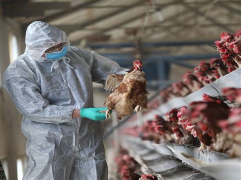 Avian Flu China Reports First Human Case Of H3n8 Bird Flu Could It Be