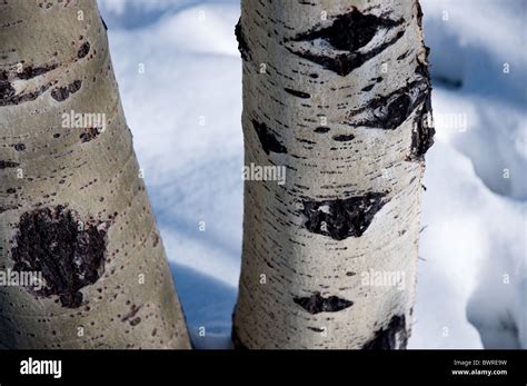 Aspen Trees in the Snow Stock Photo - Alamy