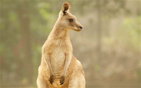 Kangaroos Rockhampton Zoo