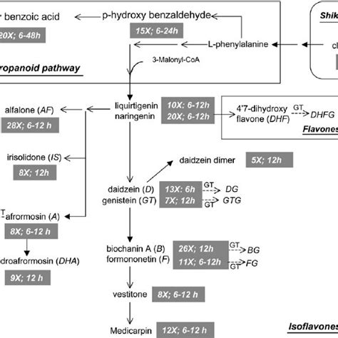 Mapping Of The Extracellular Phenylpropanoid Metabolite Responses To YE