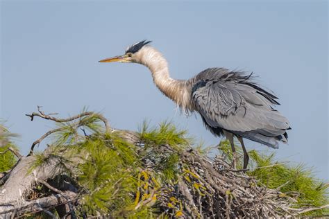 Héron Cendré Ardea Cinerea Photo Et Image Animaux Animaux Sauvages