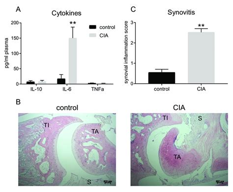 Indices Of Increased Inflammation In The Rat Cia Model Of Ra Plasma