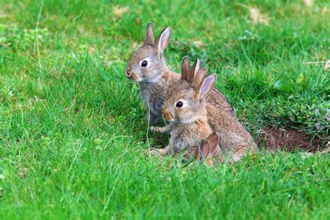 Simple Tips to Stop Animals from Digging in Your Yard - My Backyard Life