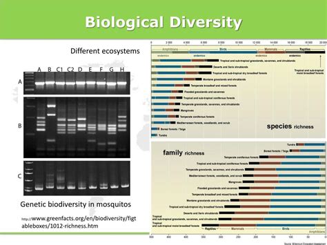 Ppt Wallace Resource Library Lecture Evolution And Biodiversity