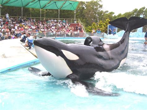 SeaWorld says it'll finally phase out orca breeding | Creative Loafing Tampa Bay